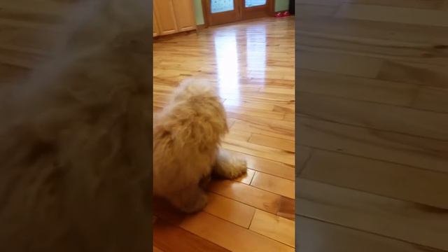 Рози собака говорит "мама" смотреть онлайн