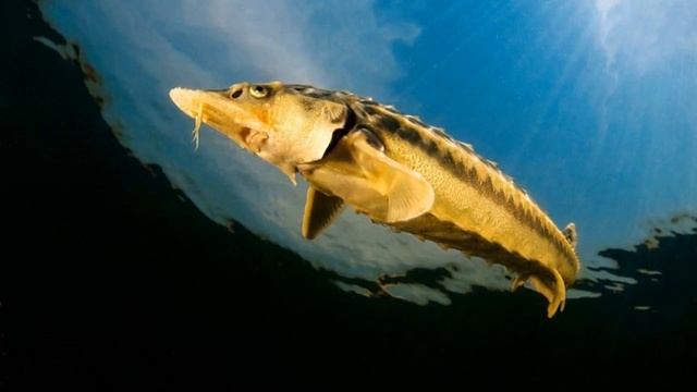 Сколько лет живут разные животные, птицы и рыбы смотреть онлайн