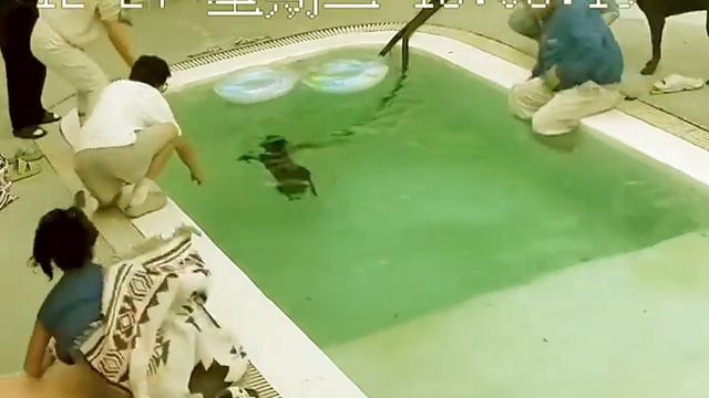 Смешные животные -№8