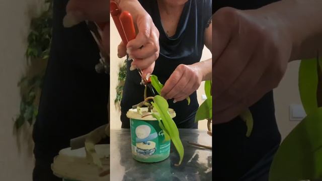 Спасаем филодендрон смотреть онлайн