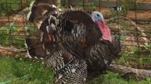 Бизнес на Индейке.Доход от 500 тыс. Бизнес план.