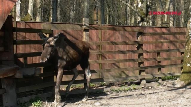 Białowieża i Hajnówka. Co warto zobaczyć. Oko w oko z królem… puszczy. Atrakcje Podlasia. смотреть онлайн