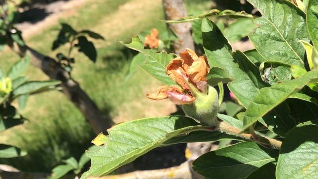Mespilus germanica смотреть онлайн