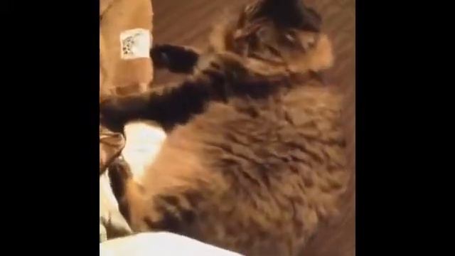 Банджо - кот нападающий и кусающий хозяина смотреть онлайн