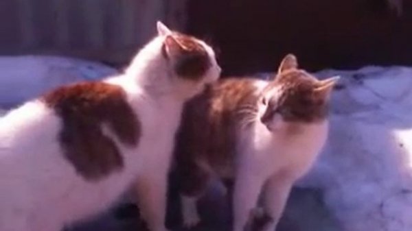 орущие коты/ screaming cats