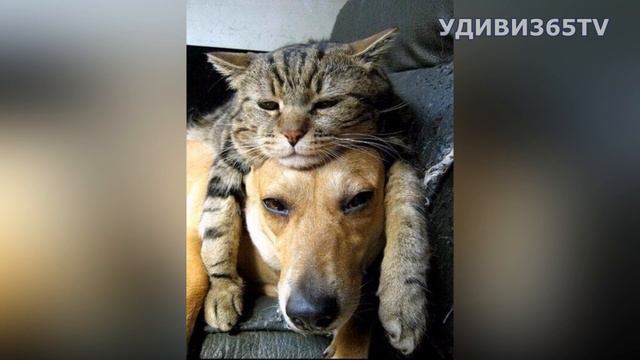Любите как мы нежно и трепетно. На день Святого Валентина пожелание смотреть онлайн