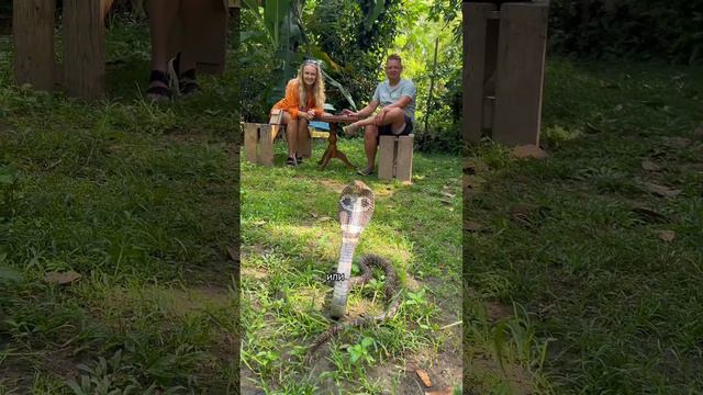 Что делать при укусе змеи смотреть онлайн