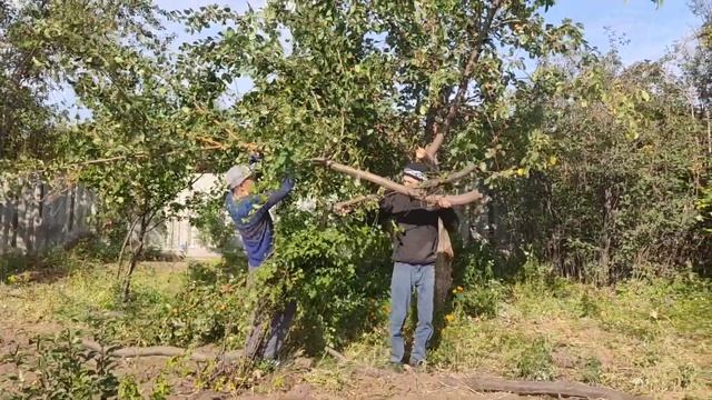 Спиливаю дерево на даче