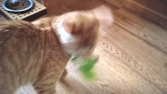 Маленькая хищница Йоко в поисках дома! смотреть онлайн