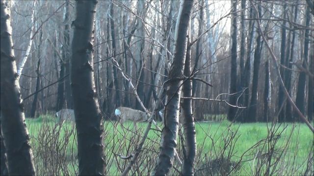 Охота на сибирских косуль с видео камерой. Hunting Siberian roe deer with a video camera. смотреть онлайн