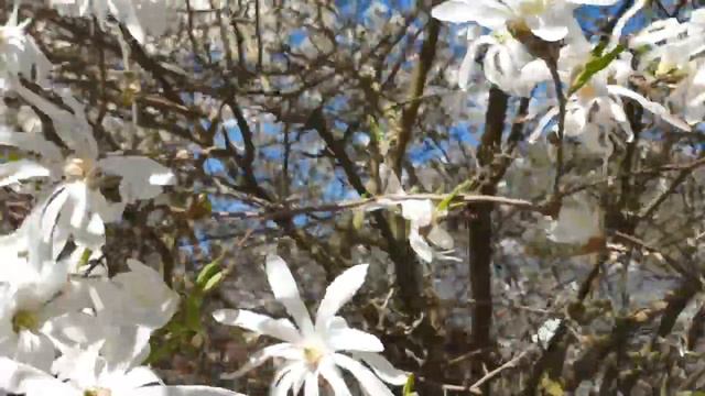 Magnolia stellata šácholan hvězdovitý смотреть онлайн
