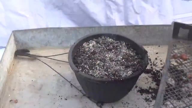 Species tulip, hanging basket смотреть онлайн