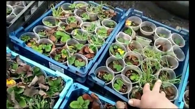 Клубника Хоней- февральская распродажа! смотреть онлайн