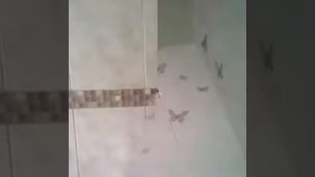 РЕМОНТ КВАРТИР НАТЯЖНІ СТЕЛІ.КЛАДКА ПЛИТКИ.ІВАНО-ФРАНКІВСЬК.КАЛУШ.Т.0950645646.ОЛЕГ. смотреть онлайн