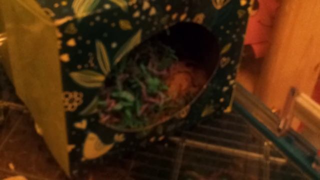 ziggys cage tour смотреть онлайн