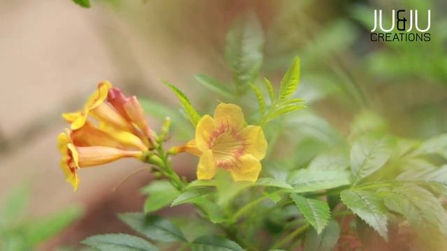 TECOMA PLANT / TECOMA FLOWER PLANT / BEST FLOWERING PLANT / GARDEN / GARDENING / HOME GARDEN смотреть онлайн