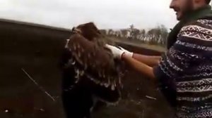 В Тбилисском зоопарке вылечили и выпустили на волю орла-могильника