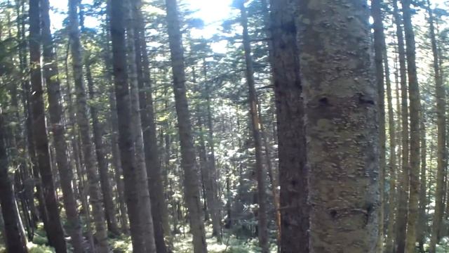 honda cr 250 смотреть онлайн