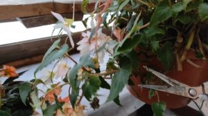 Ампельные бегонии Белеконии. Готовлю к зимнему хранению, беру черенки
