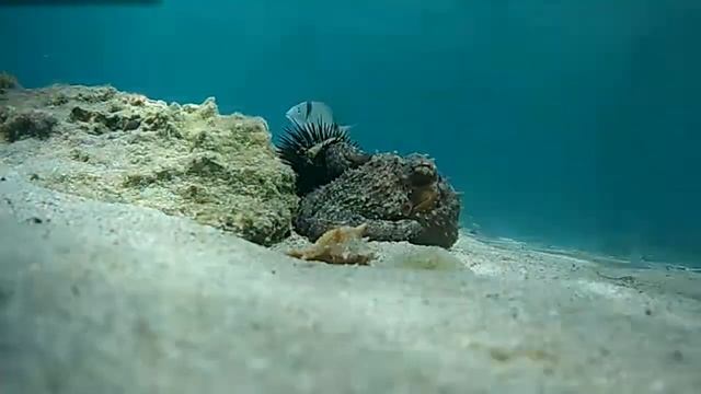 Fishing Camera WiFi смотреть онлайн