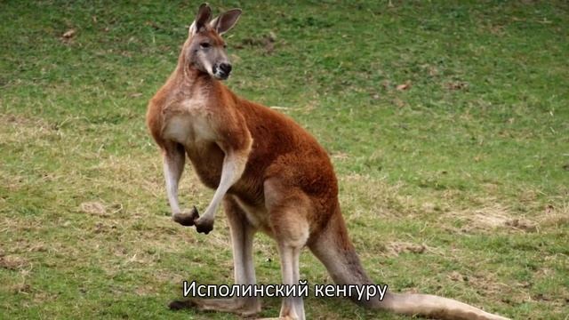 Вокруг света. Выпуск #4. Животные Австралии. смотреть онлайн