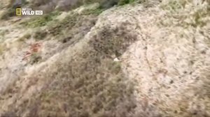 НАПАДЕНИЯ ВОЛКОВ,Загадка природы Дикие волки и Жертвы Аляски