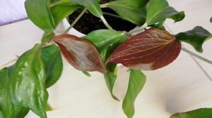 Быстрорастущие виды хойи Топ 5 #хойи #видыхой #цветы