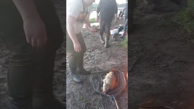 Зачетный карп на осетровую снасть.Универсальный монтаж на осетра работает #карп смотреть онлайн
