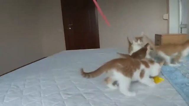 Братья меньшие смотреть онлайн