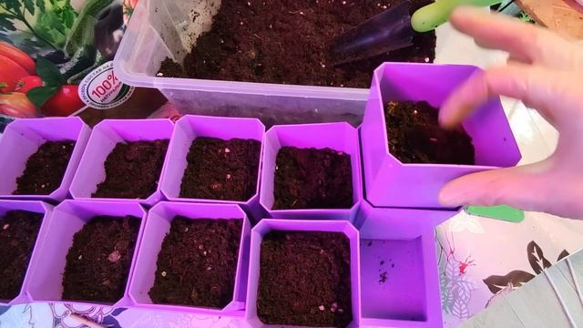 ПОСЕВ СЕМЯН ПЕРЦА НА РАССАДУ.2022