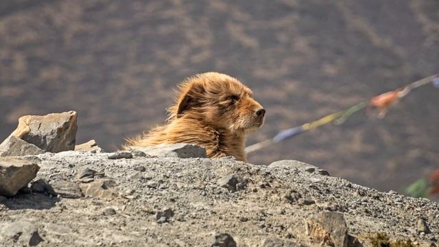 НЕПАЛ. В королевстве высочайших вершин смотреть онлайн