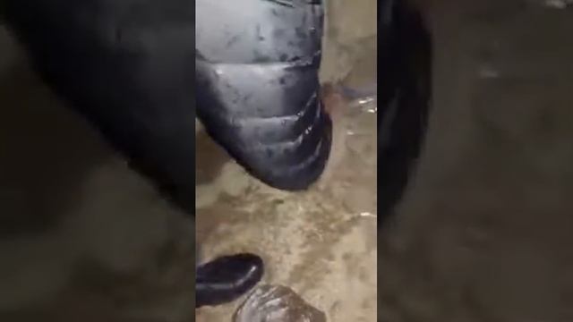 Маленькие щенки без мамы. В описании есть все способы помочь им смотреть онлайн