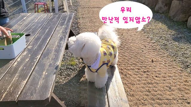 주인이 모른척 해도 귀신같이 알아보는 천재 비숑 смотреть онлайн