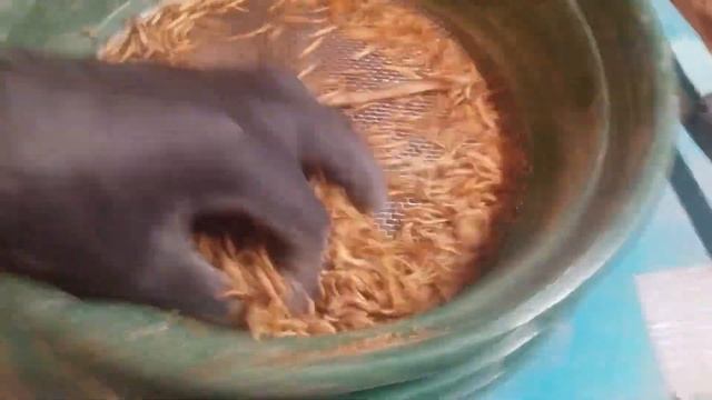 Mealworm sifting and sorting смотреть онлайн