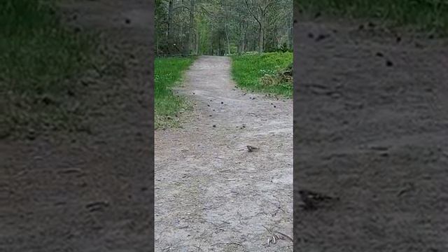 Что за птичка? Поёт удивительно хорошо смотреть онлайн