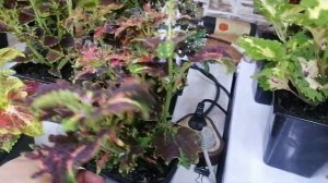 Наша коллекция колеусов. Уход за колеусами.