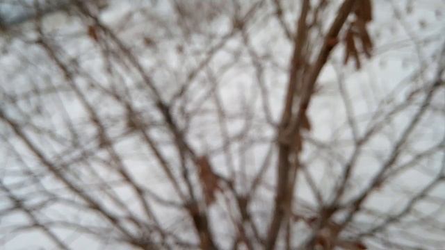 Женские почки у фундука смотреть онлайн