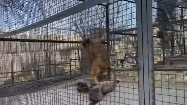 Где будет жить обезьянка Люся и Лешик ! смотреть онлайн