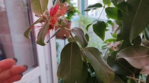 Метросидерос. Волшебное экзотическое растение на подоконнике ?