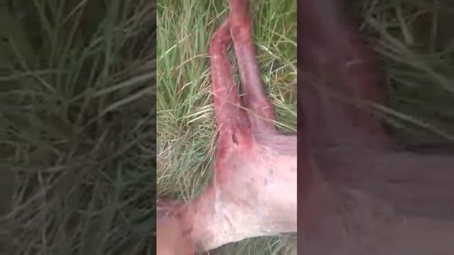 Кабан убил Сабак смотреть онлайн