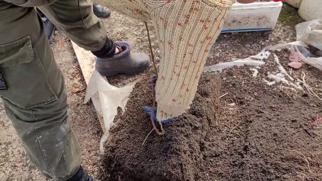 Малина ВАЙОЛЕТ, закладываем маточный корень на проращивание! смотреть онлайн