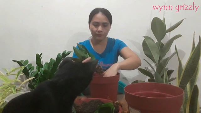 How To Propagate Dwarf Snake Plant Zeylanica/sansevieria Propagation