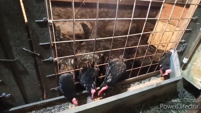 Сколько куры снесли яиц за ноябрь? Выгодно ли держать кур? смотреть онлайн