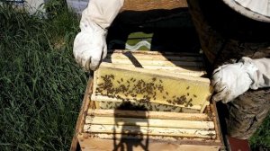 Майский мёд в Свердловской области, работа пчелы на ранневесенних медоносах.