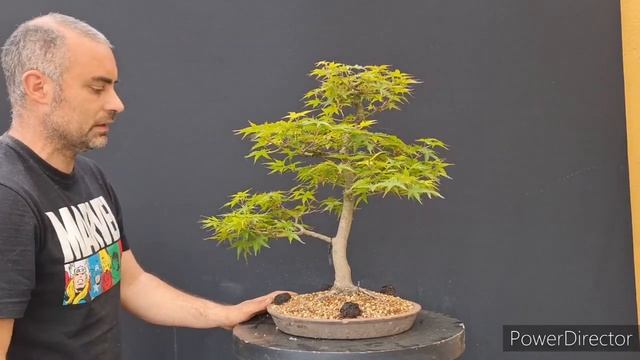 3 palmatum смотреть онлайн