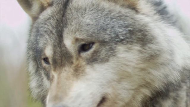 wolf Bratish смотреть онлайн