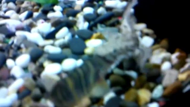 Полиптерус кушает боцию смотреть онлайн