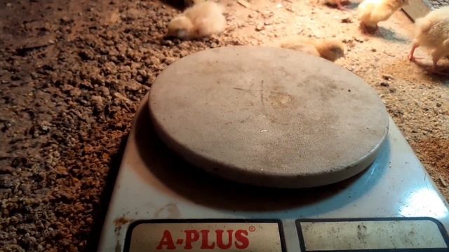 Перепела от А до Я. 3,4,5 день проекта. смотреть онлайн