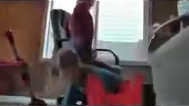 После кручения на кресле совсем не держится на ногах смотреть онлайн