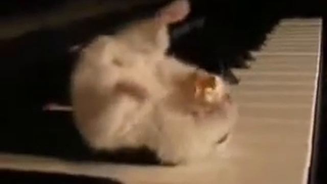 Хомяк музыкант смотреть онлайн